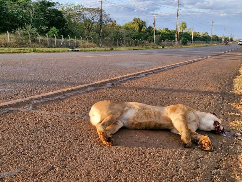 Puma muere arrollado en ruta PY 07 cerca de reserva natural de Itaipú en Alto Paraná