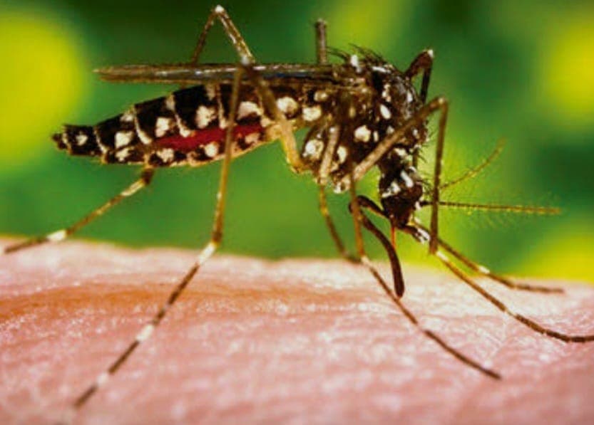 Aumentan notificaciones de casos sospechosos de dengue en la región, aunque sin casos positivos