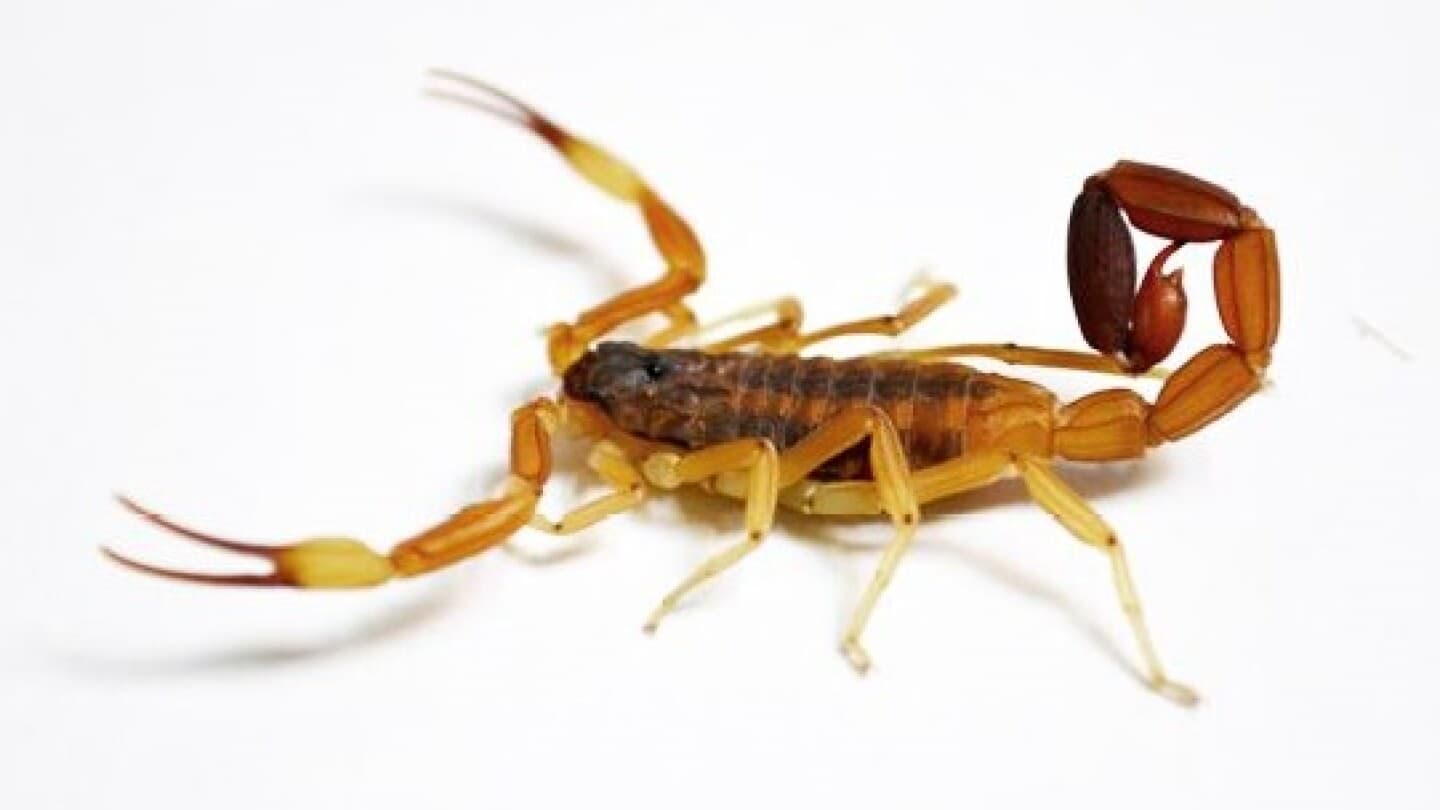 Alerta por alacranes: Paraguay registra más de 800 casos y prevén aumento a fin de año