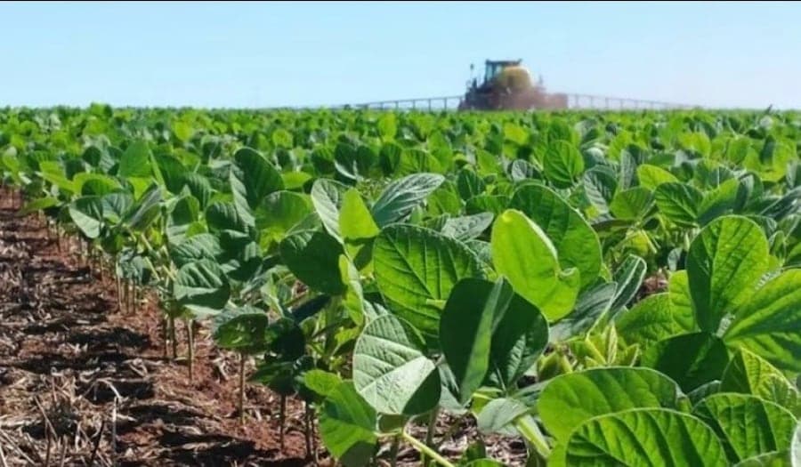 Expectativas positivas para la próxima cosecha de soja en Paraguay